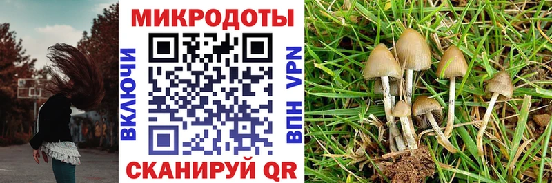 Галлюциногенные грибы Psilocybe  Усть-Лабинск 